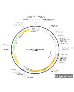 pGL3-IHH(rat)-Promoter-Fluc PL59342 MiaoLingBio