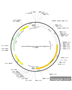 pGL3-DLEU2(human)-Promoter(701-2100bp)-Fluc PL59350 MiaoLingBio