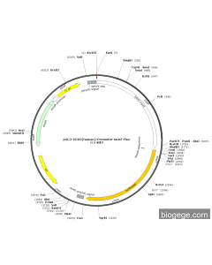 pGL3-SOX2(human)-Promoter-mut2-Fluc PL59433 MiaoLingBio