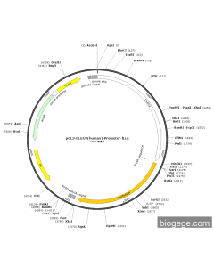 pGL3-DLEU2(human)-Promoter-Fluc PL59537 MiaoLingBio