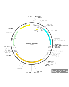 psiCHECK2-hRluc-mut5 PL59550 MiaoLingBio