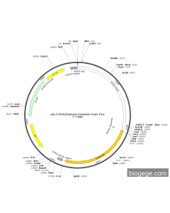 pGL3-SOX2(human)-Promoter-mut1-Fluc PL59623 MiaoLingBio