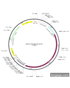 pMLAAV-EnCMV-RfxCas13d PL60487 MiaoLingBio