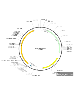 pUC57-N(SARS-CoV) PL61247 MiaoLingBio