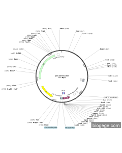 pEX18Tet-phes PL61357 MiaoLingBio