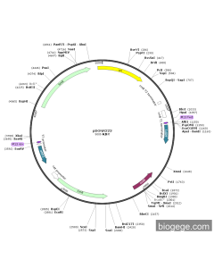 pDONR223 PL61360 MiaoLingBio