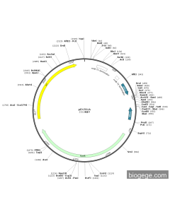 pENTR1A-MCS PL61419 MiaoLingBio