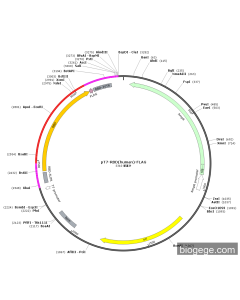 pT7-RBD(human)-FLAG PL61472 MiaoLingBio