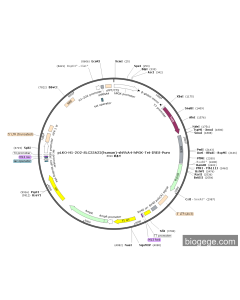 pLKO-H1-2O2-SLC25A22(human)-shRNA4-hPGK-Tet-IRES-Puro PL62996 MiaoLingBio
