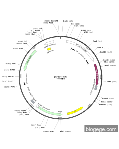 pEF1α-Tet3G PL63593 MiaoLingBio