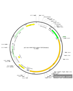 pCI-neo-CMV-EGFP-Linker-TERT(human) PL63664 MiaoLingBio
