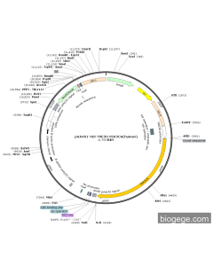pAAVS1-NDi-TRE3G-PIK3CA(human) PL64015 MiaoLingBio