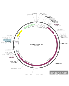 pAPOBEC_nCas9_Ung PL64170 MiaoLingBio