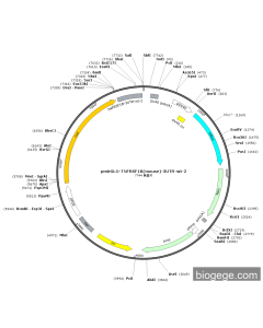 pmirGLO-TNFRSF1B(mouse)-3UTR-wt-2 PL64394 MiaoLingBio