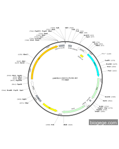 pmirGLO-CD274-3'UTR-WT PL64407 MiaoLingBio