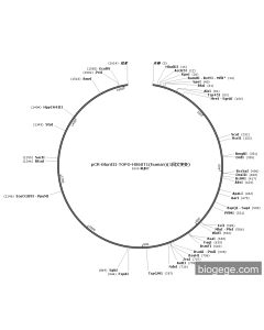 pCR-BluntII-TOPO-HS6ST1(human)(1synonymous mutations) PL66105 MiaoLingBio