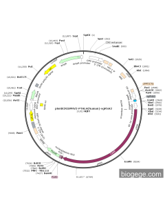 pLentiCRISPRV2-PTHLH(human)-sgRNA2 PL66143 MiaoLingBio