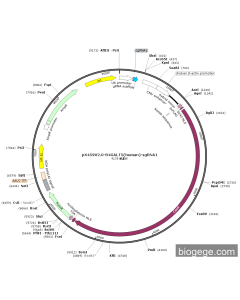 pX459V2.0-B4GALT5(human)-sgRNA1 PL66639 MiaoLingBio