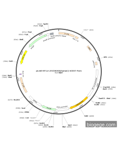 pLenti-EF1a-LINC00595(human)-A335T-Puro PL67148 MiaoLingBio