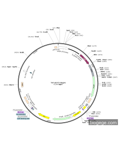 Tet-pLKO-Hygro PL67566 MiaoLingBio