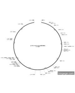 pTOPO-MZF1(rat)(3synonymous mutations) PL68697 MiaoLingBio