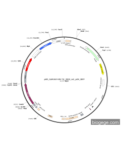 pHR_Gal4UAS-HSV TK_IRES_mC_pGK_tBFP PL69024 MiaoLingBio
