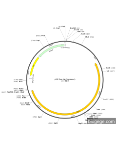 pYX-Asc-Upf1(mouse) PL71765 MiaoLingBio
