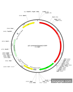 p21-promoter(human)-EGFP PL72731 MiaoLingBio