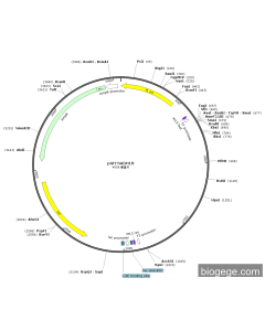 pGH-hADH1B PL74151 MiaoLingBio