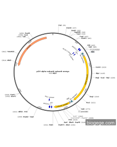 pGH-alpha Subunit-Subunit Omega PL74758 MiaoLingBio