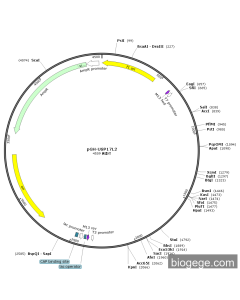 pGH-USP17L2 PL75293 MiaoLingBio