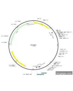 pGH-USP41 PL75331 MiaoLingBio