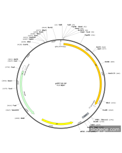 pSPT18-NP PL75441 MiaoLingBio