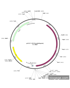 pUC57-CRY2(arabidopsis) PL75525 MiaoLingBio