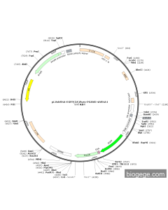 pLVshRNA-EGFP(2A)Puro-PGAM5-shRNA4 PL75777 MiaoLingBio