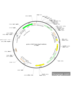 pLKO.1-EGFP-Puro-Hsp70-shRNA1 PL75800 MiaoLingBio