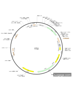 pLKO.1-EIF4G1-shRNA1 PL75831 MiaoLingBio