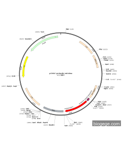 pCHAC-prolactin-mKeima PL76230 MiaoLingBio