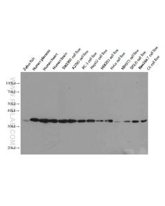 GAPDH Monoclonal antibody 60004-1-Ig proteintech