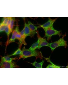ARC Monoclonal antibody 66550-1-Ig proteintech