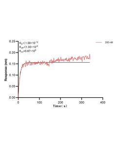 PSMA/GCPII Monoclonal antibody 66678-1-Ig proteintech
