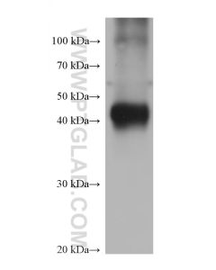 GATM Monoclonal antibody 68513-1-Ig proteintech