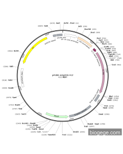 pFUSE-mIgG2A-Fc2 PL77157 MiaoLingBio