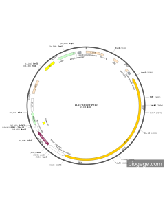 pLVX-TetOne-P210 PL77258 MiaoLingBio