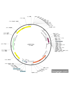 pGADT7-Rec PL77310 MiaoLingBio