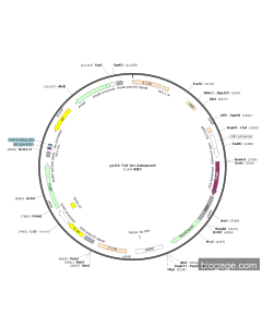 pLVX-Tet-On-Advanced PL77347 MiaoLingBio