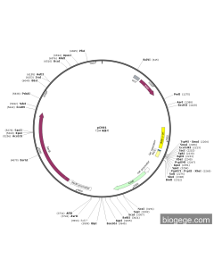 pDM4 PL77658 MiaoLingBio