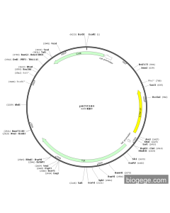 pACYC184 PL77876 MiaoLingBio