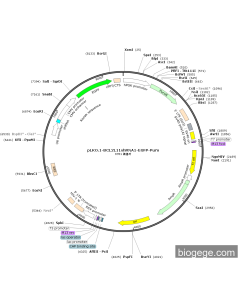 pLKO.1-BCL2L11shRNA1-EGFP-Puro PL77942 MiaoLingBio