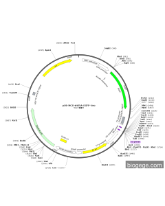 pU6-MCS-shRNA-EGFP-Neo PL79220 MiaoLingBio